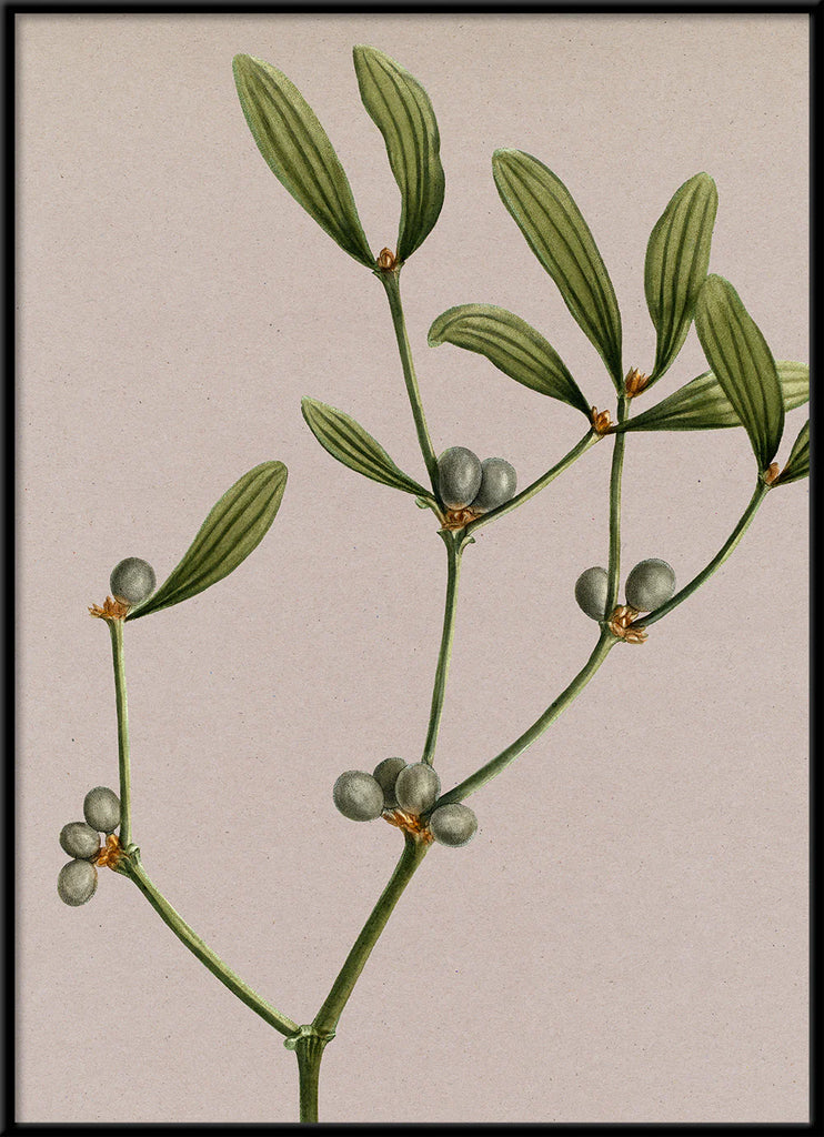 Mistletoe Botanical Framed Print Black 50x70 70x100 100x140
