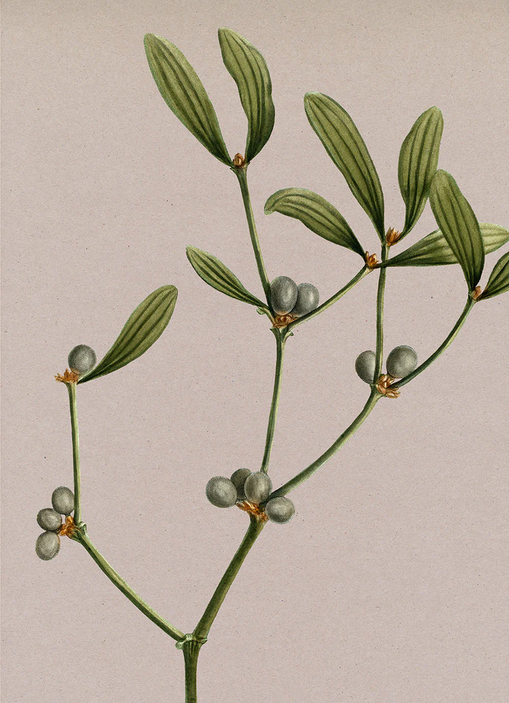 Mistletoe Botanical Framed Print No Frame 50x70 70x100 100x140