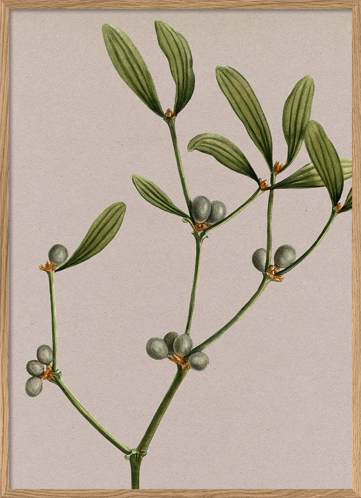 Mistletoe Botanical Framed Print Oak 50x70 70x100 100x140