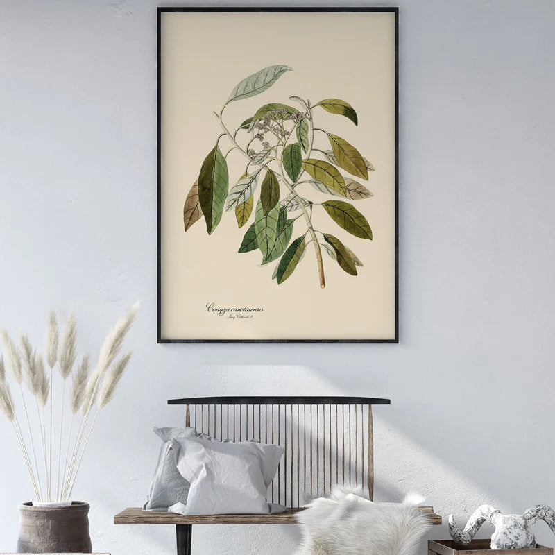 North American Horseweed Botanical Framed Art Print -Black Frame Lifestyle - Uneeka
