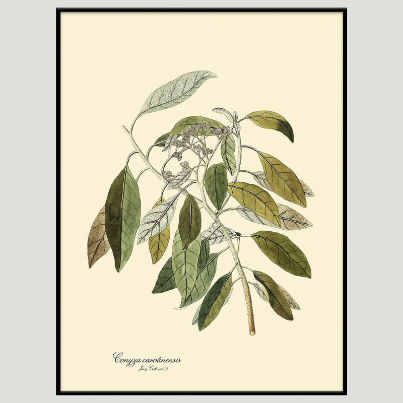 North American Horseweed Botanical Framed Art Print - Black Frame - Uneeka