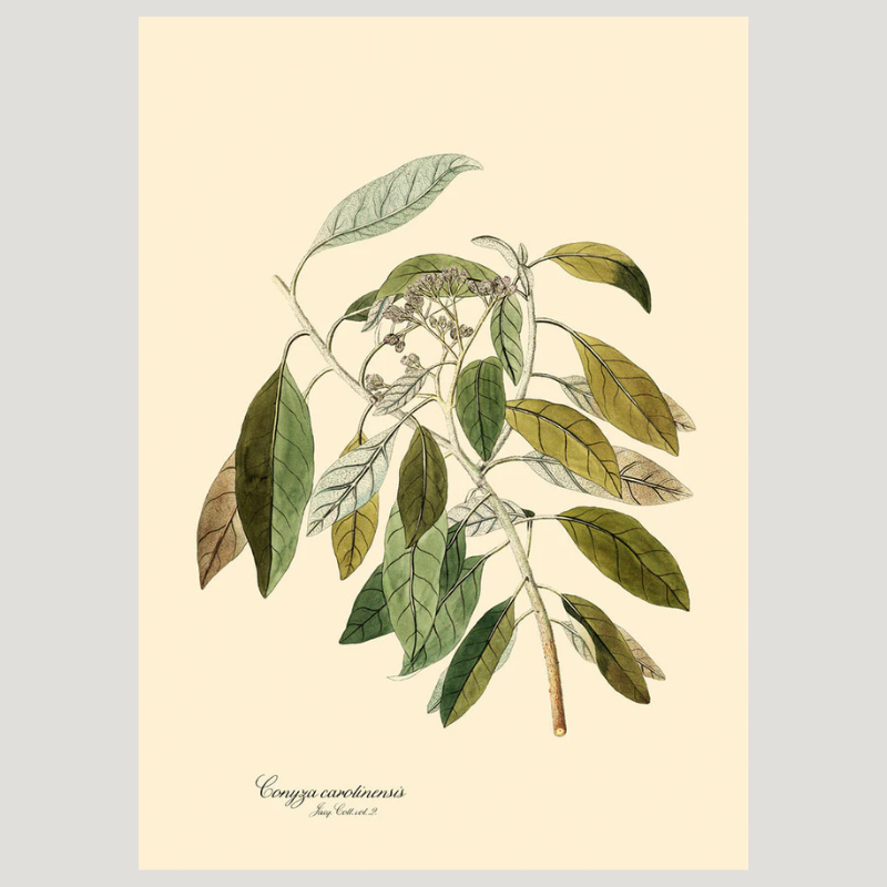 North American Horseweed Botanical Framed Art Print - No Frame - Uneeka