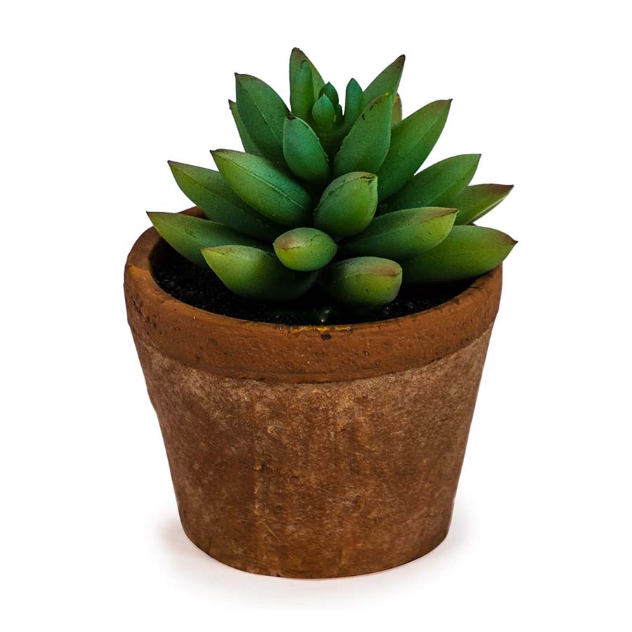 Ornamental Succulent In Terracotta Pot