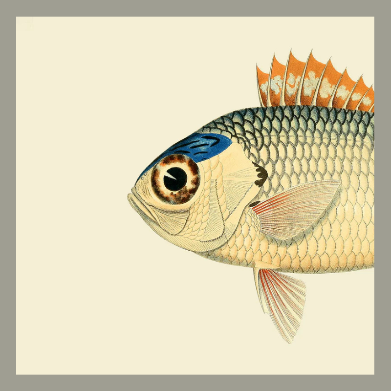 Pinecone Soldierfish Head Framed Art Print - No Frame - Uneeka