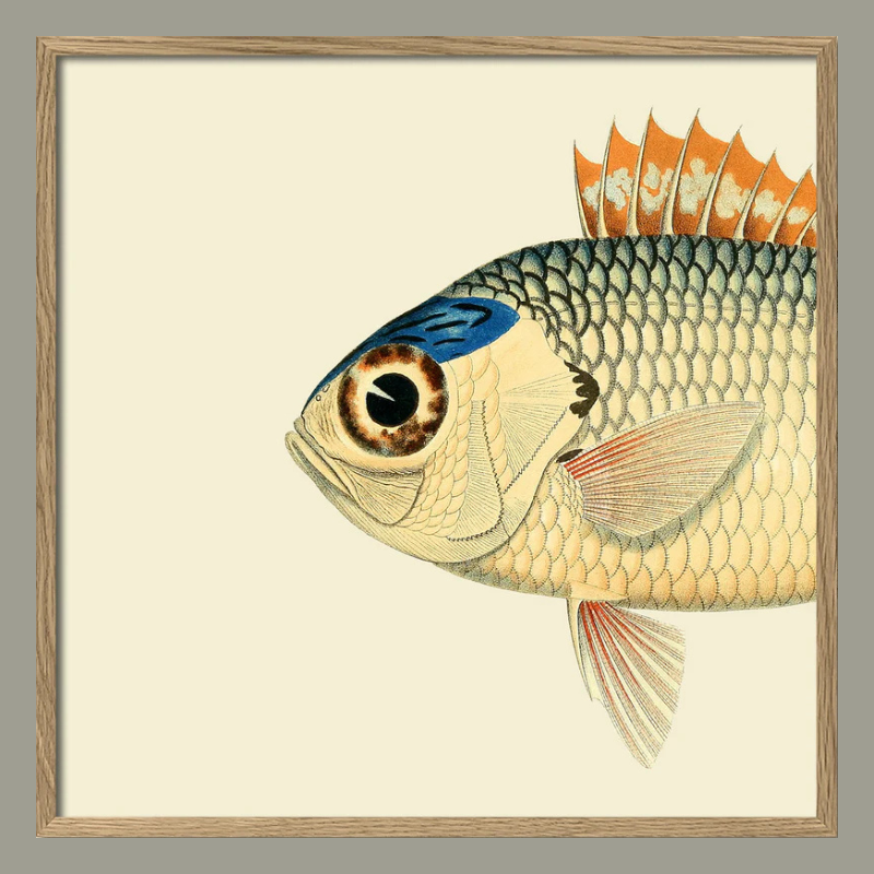 Pinecone Soldierfish Head Framed Art Print - Oak Frame - Uneeka