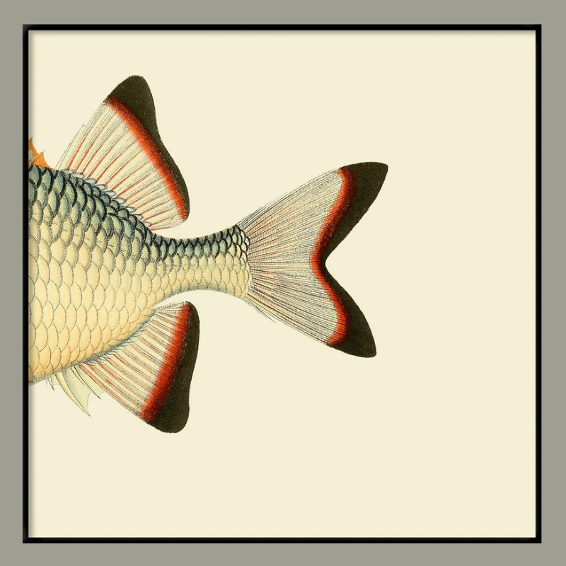 Pinecone Soldierfish Tail Framed Art Print - Black Frame - Uneeka