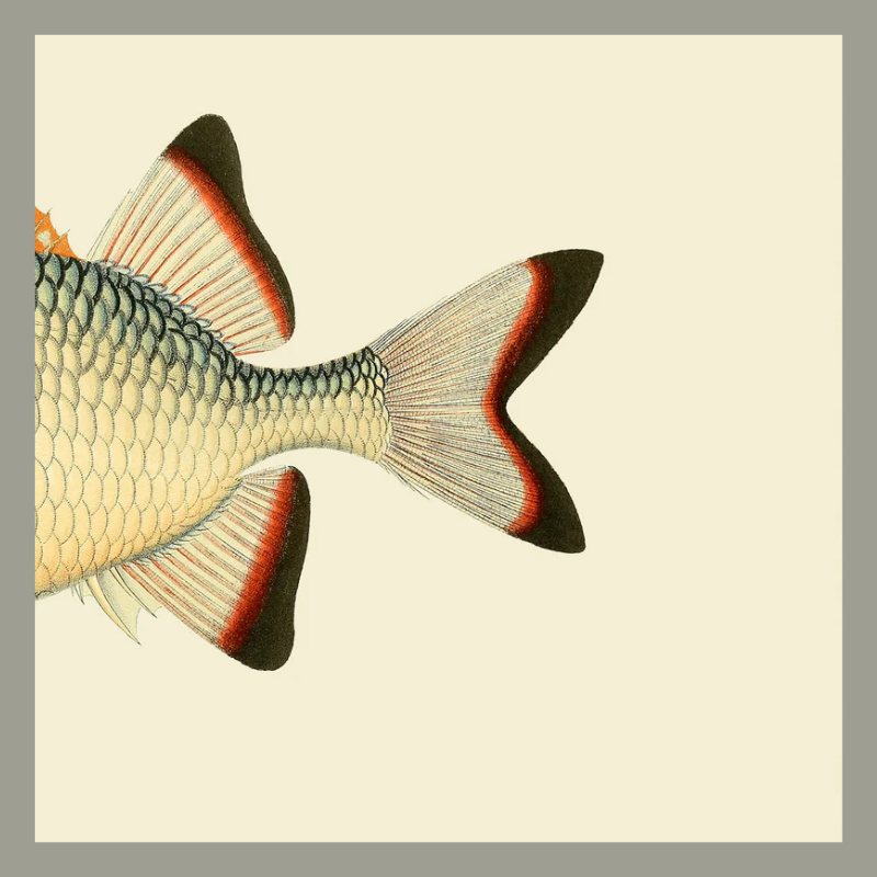 Pinecone Soldierfish Tail Framed Art Print - No Frame - Uneeka