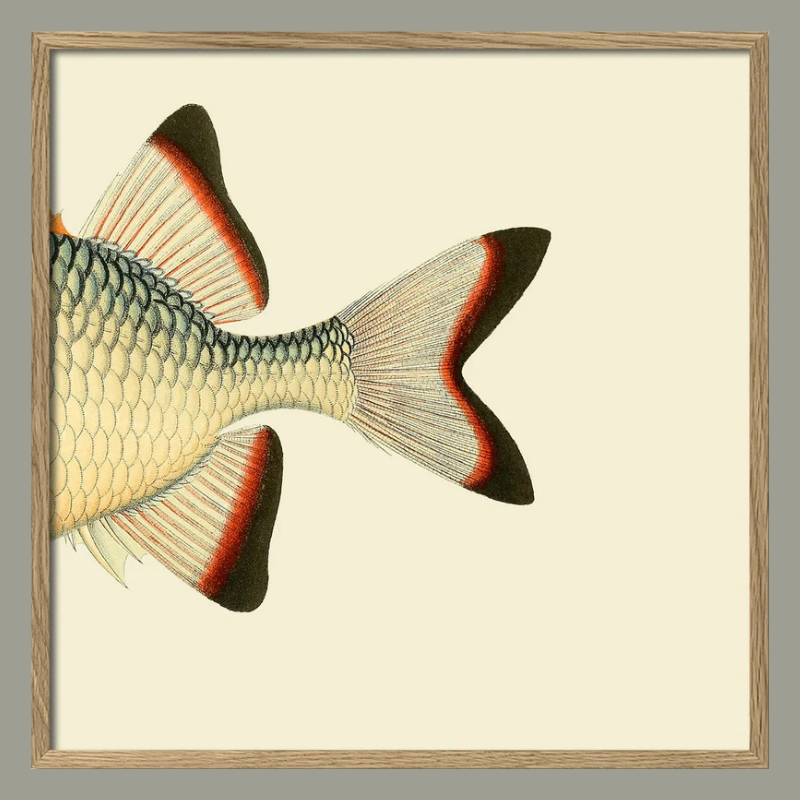 Pinecone Soldierfish Tail Framed Art Print - Oak Frame - Uneeka