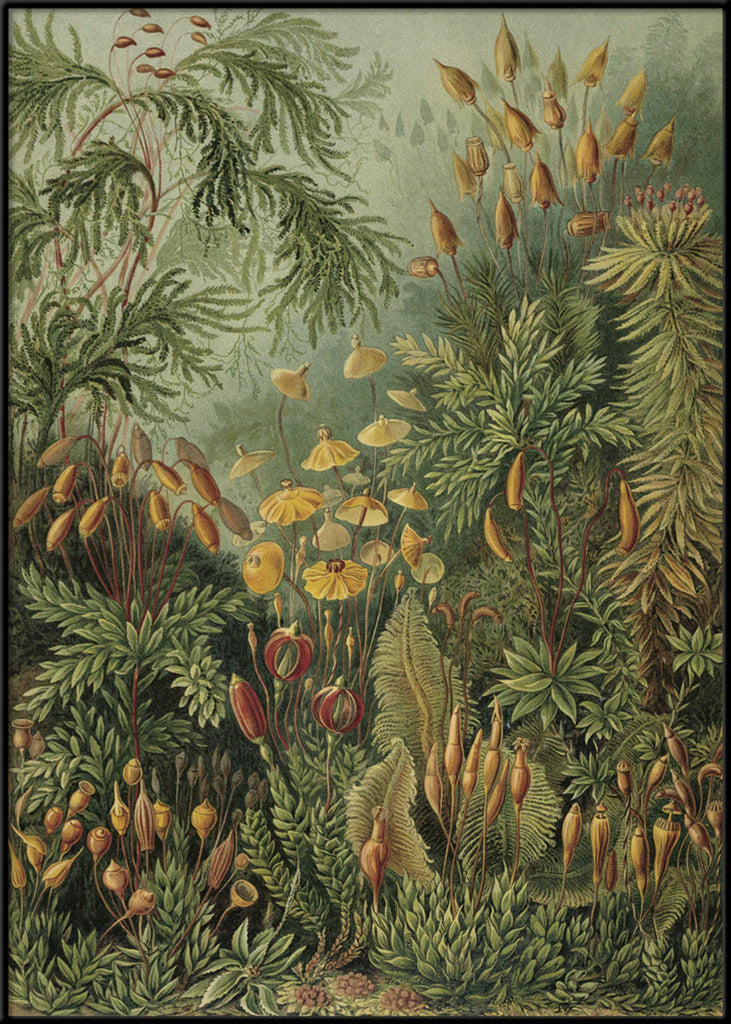 Polytrichum Moss Jungle Botanical Framed Print Black Frame 30x40 50x70 70x100 100x140