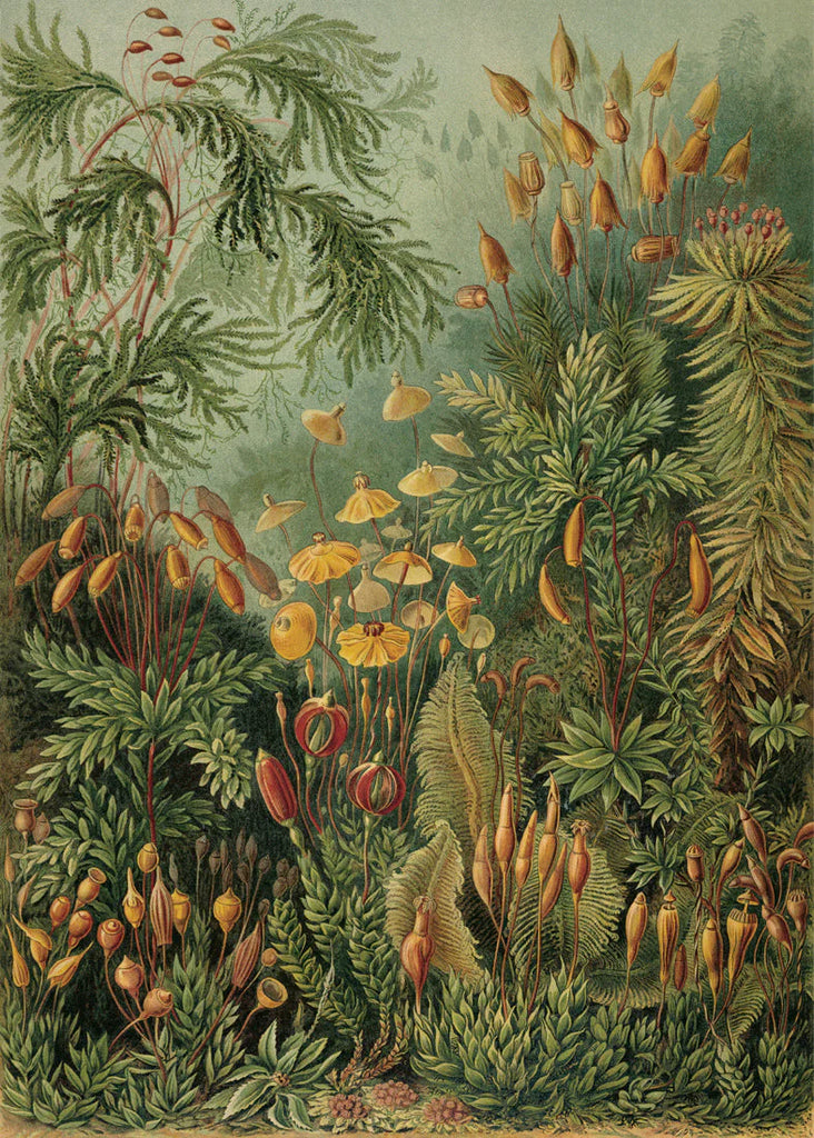 Polytrichum Moss Jungle Botanical Framed Print No Frame 30x40 50x70 70x100 100x140