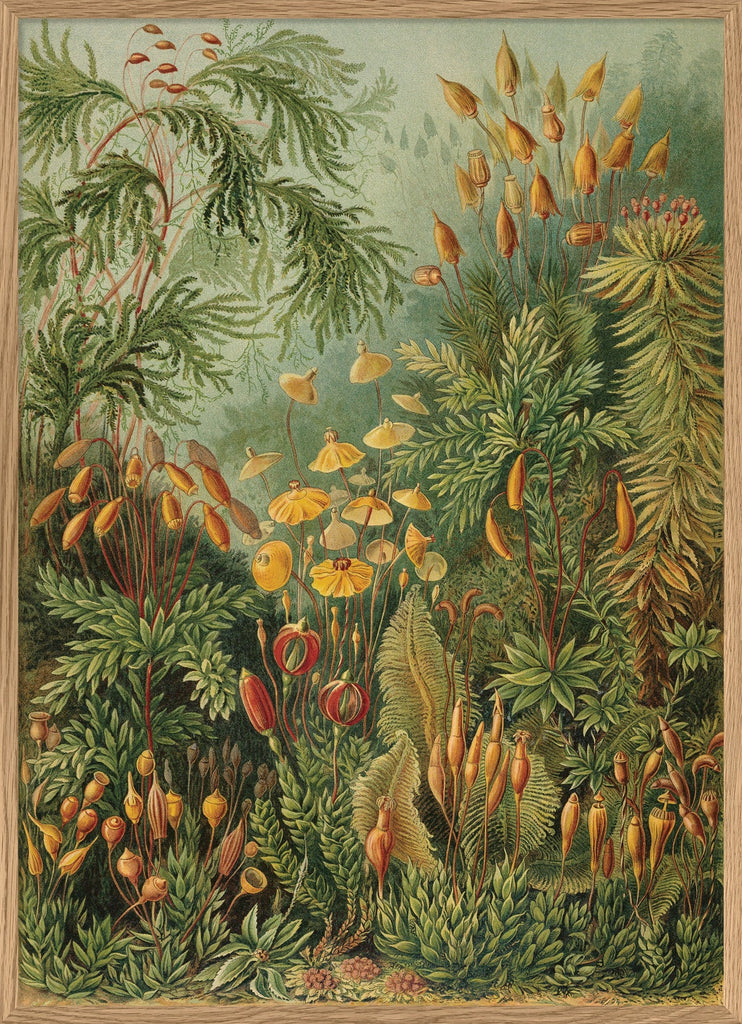 Polytrichum Moss Jungle Botanical Framed Print Oak Frame 50x70 70x100 100x140