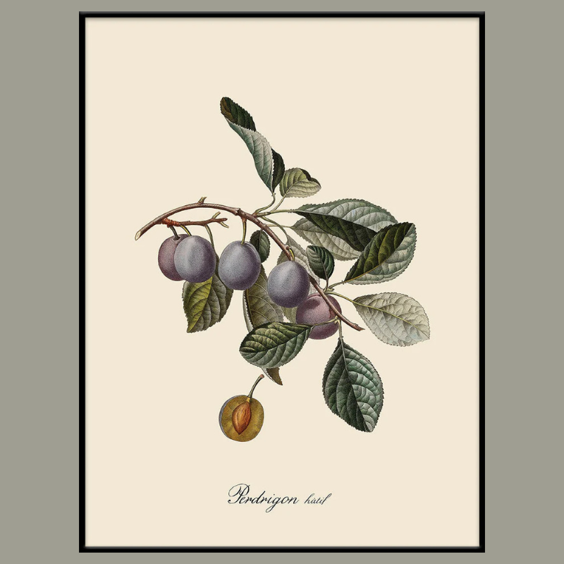 Prunes Botanical Framed Art Print - Black Frame - Uneeka