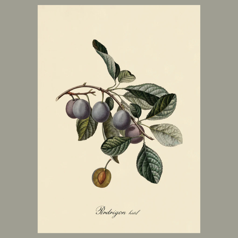 Prunes Botanical Framed Art Print - No Frame - Uneeka