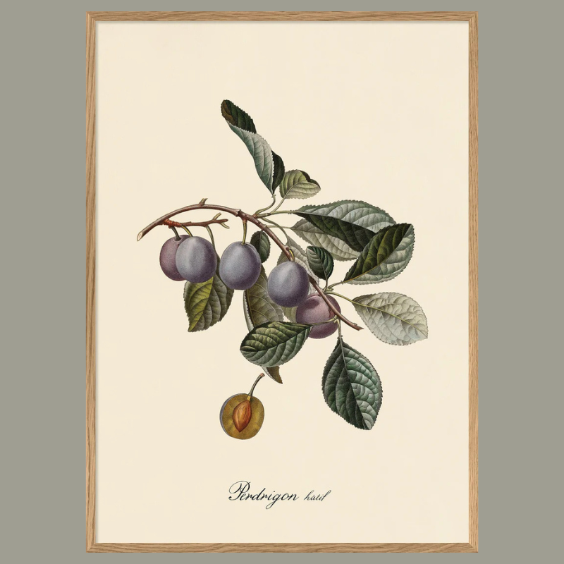 Prunes Botanical Framed Art Print - Oak Frame - Uneeka