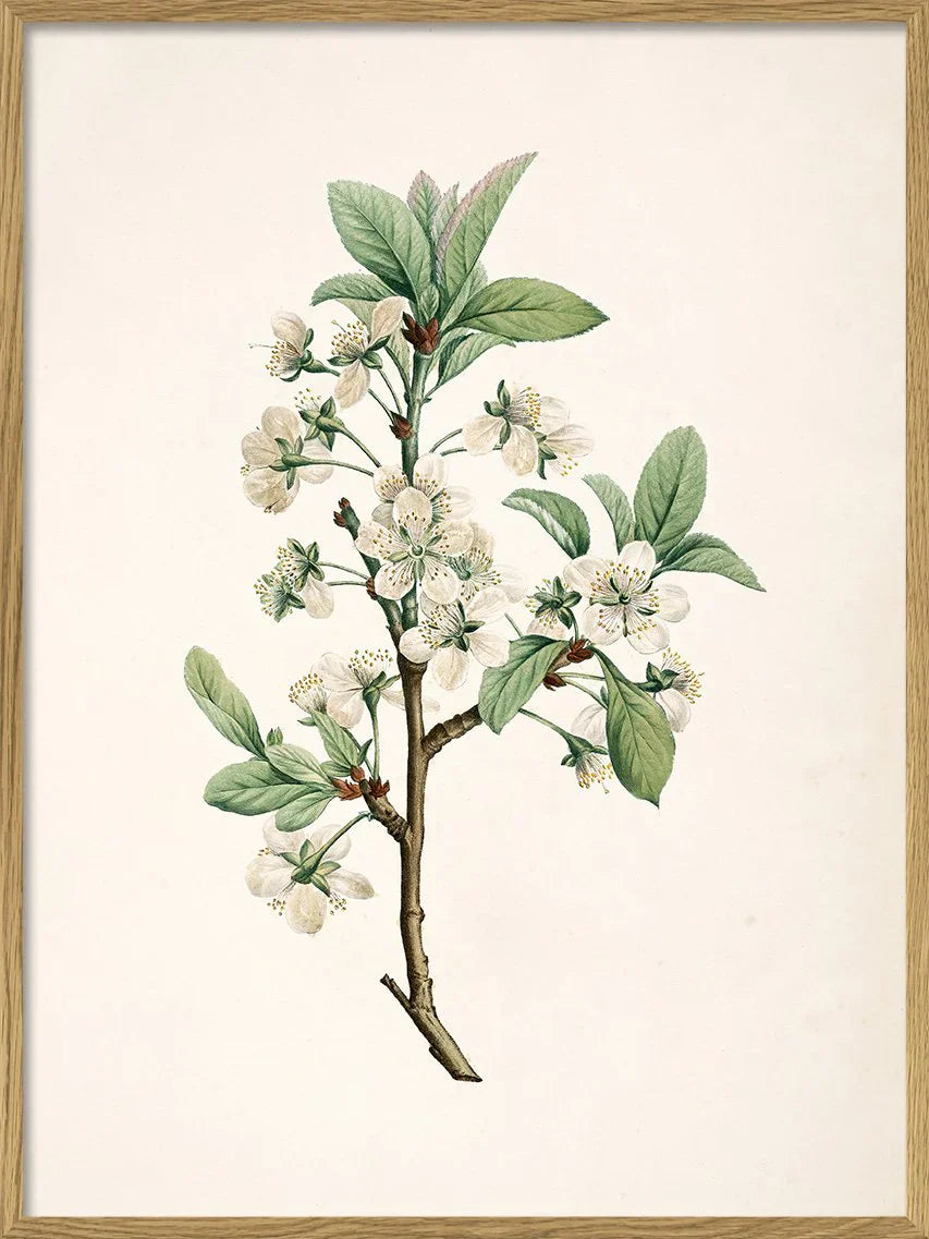 Prunus Domestica Framed Art Print Oak