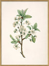 Prunus Domestica Framed Art Print Oak
