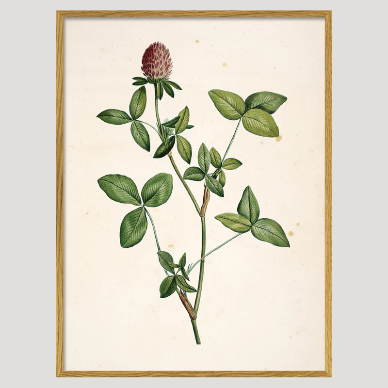 Red Clover Wildflower Oak Framed Art Print - Oak Frame - Uneeka