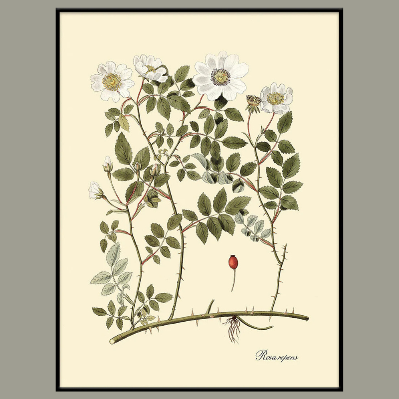 Rosa Repens Botanical Framed Art Print - Black Frame - Uneeka