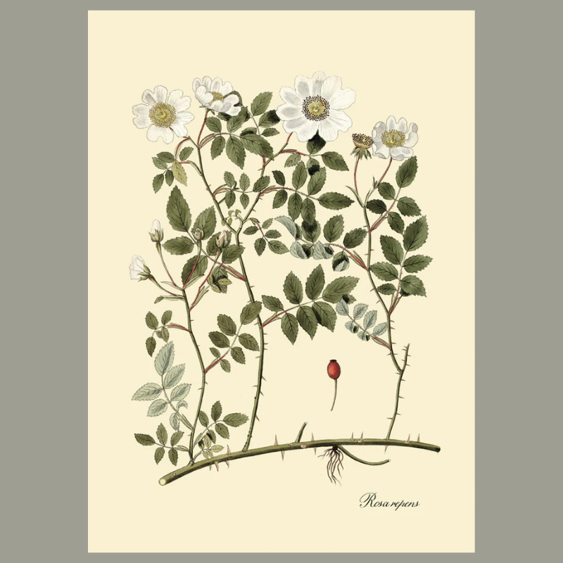 Rosa Repens Botanical Framed Art Print - No Frame - Uneeka