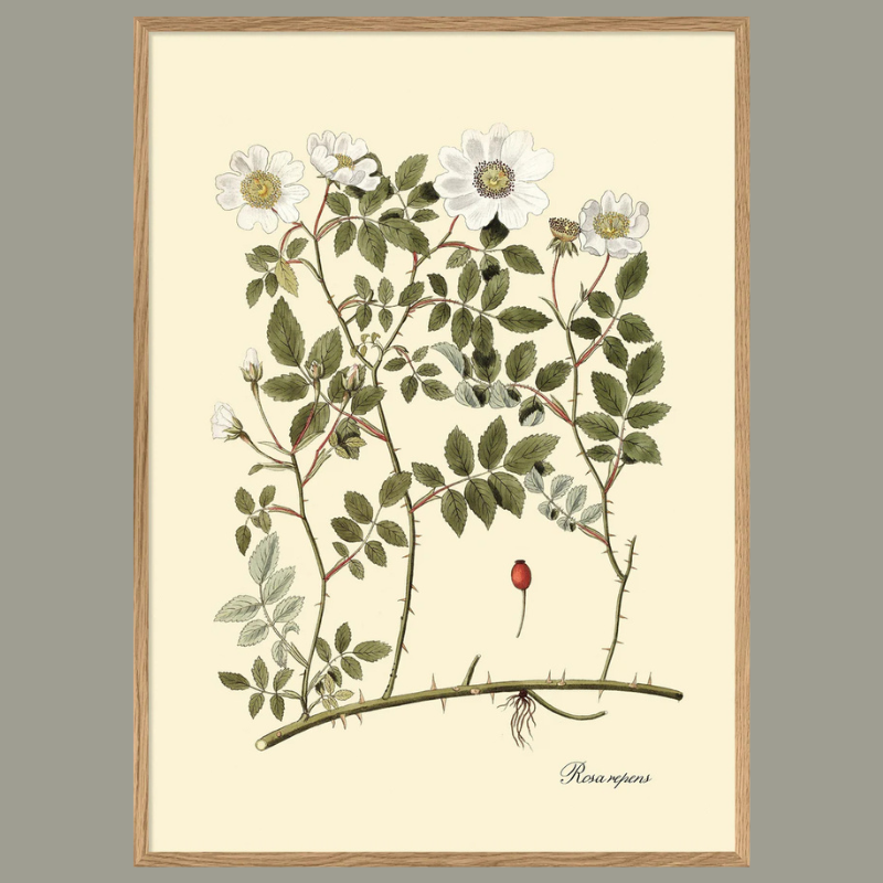 Rosa Repens Botanical Framed Art Print - Oak Frame - Uneeka