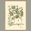 Rosa Repens Botanical Framed Art Print - Oak Frame - Uneeka
