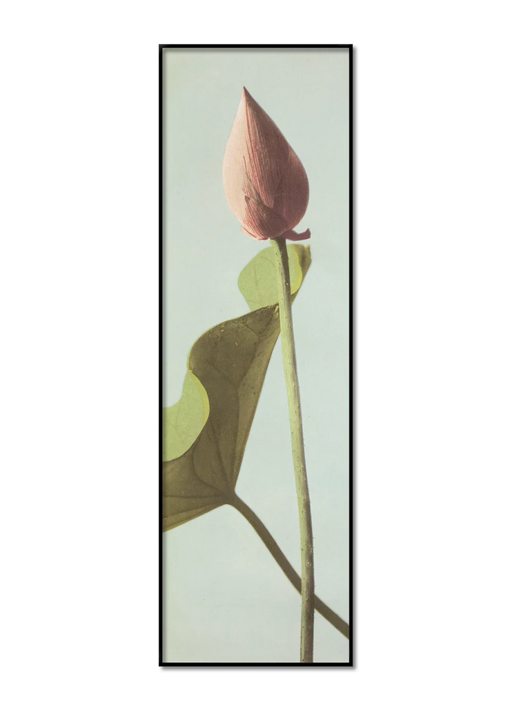 Single Lotus Flower Bud Framed Print black 112 x 35