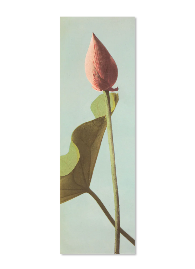 Single Lotus Flower Bud Framed Print no frame 112 x 35