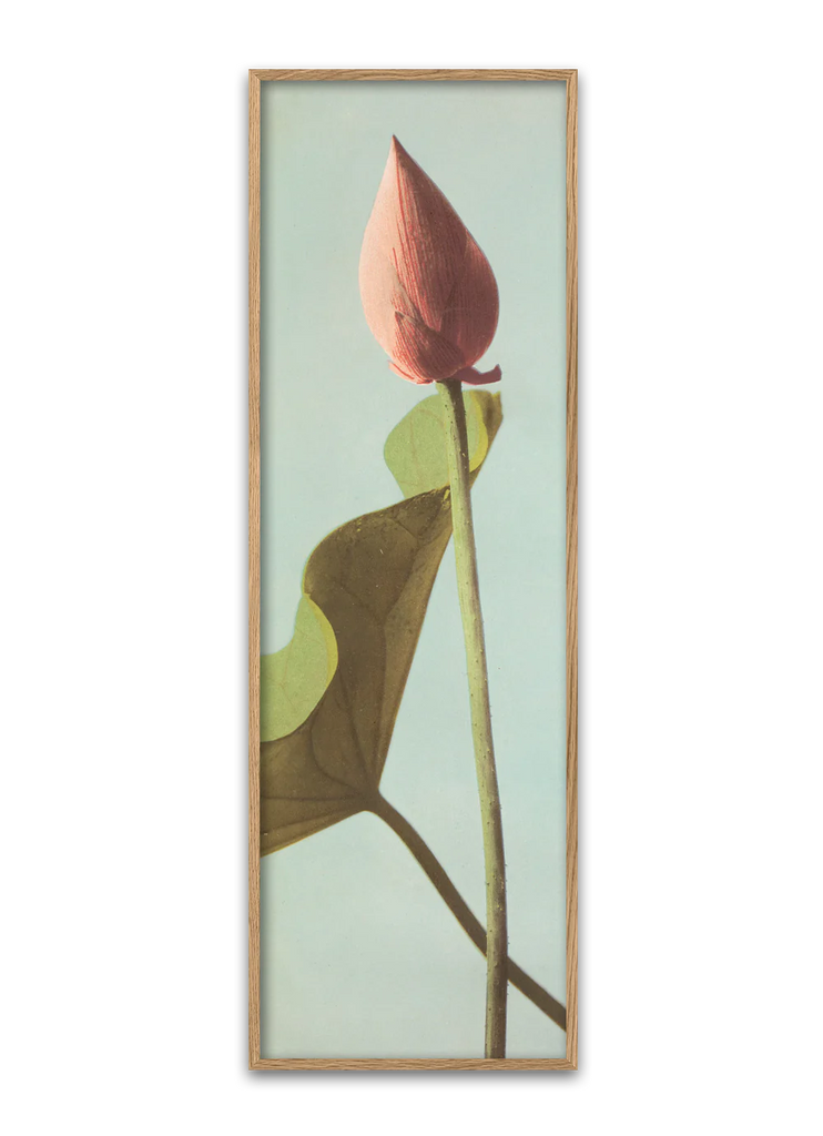 Single Lotus Flower Bud Framed Print oak 112 x 35