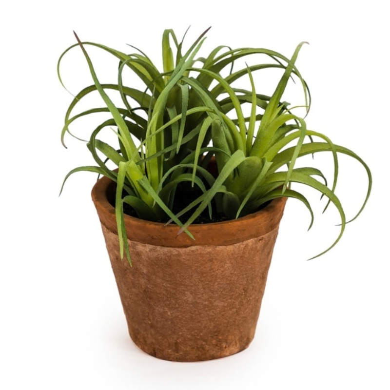 Small Artificial Tillandsia In Terracotta Pot - Uneeka