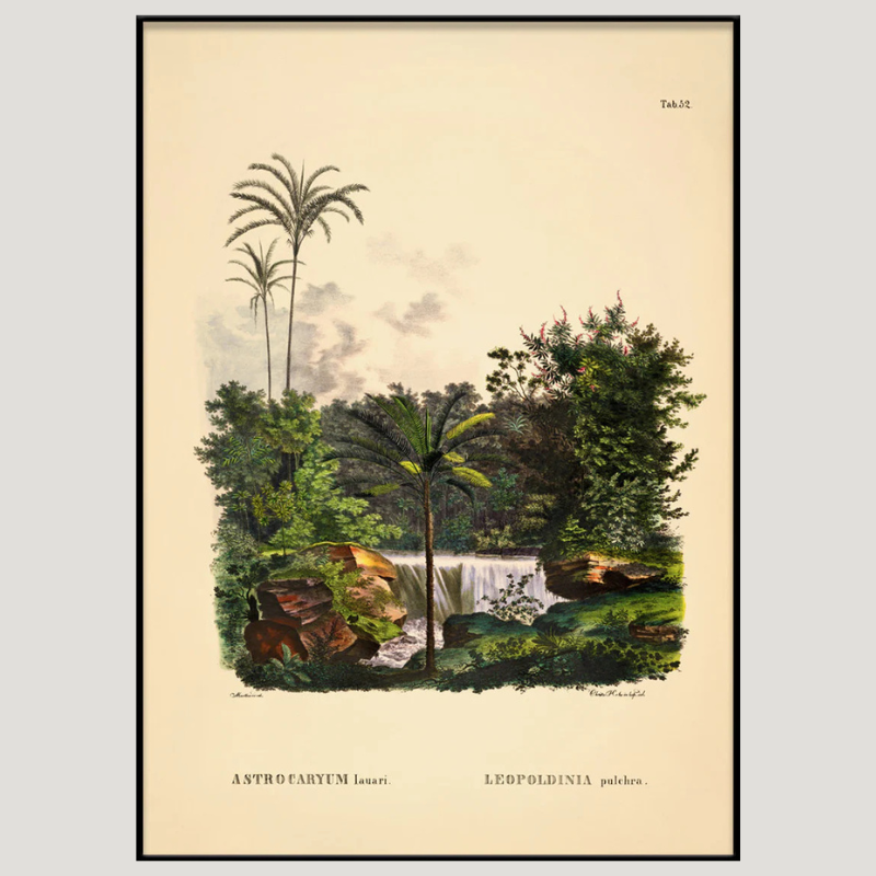 South America Jungle Botanical Framed Art Print - Black Frame - Vintage Wall Art Uneeka