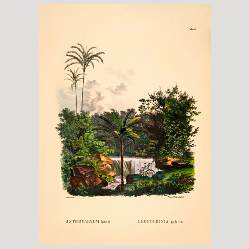 South America Jungle Botanical Framed Art Print - No Frame - Vintage Wall Art Uneeka