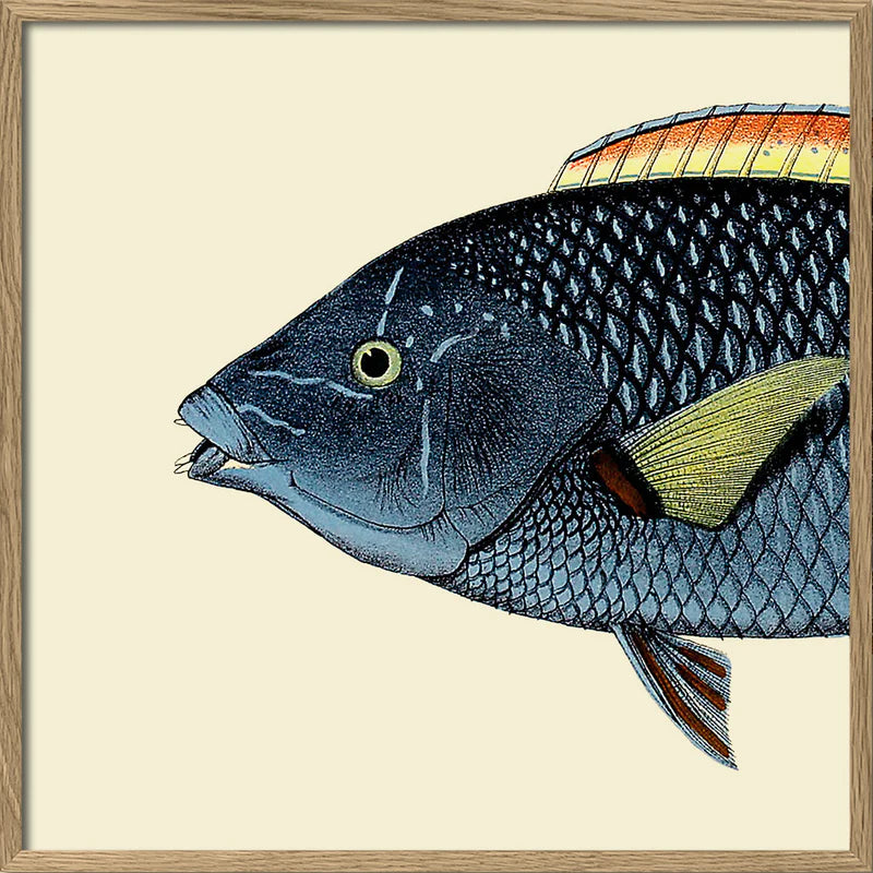 Spotted Wrasse Fish Head Framed Print oak 30 x 30