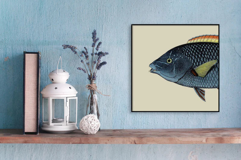 Spotted Wrasse Fish Head Framed Print display black frame 30 x30