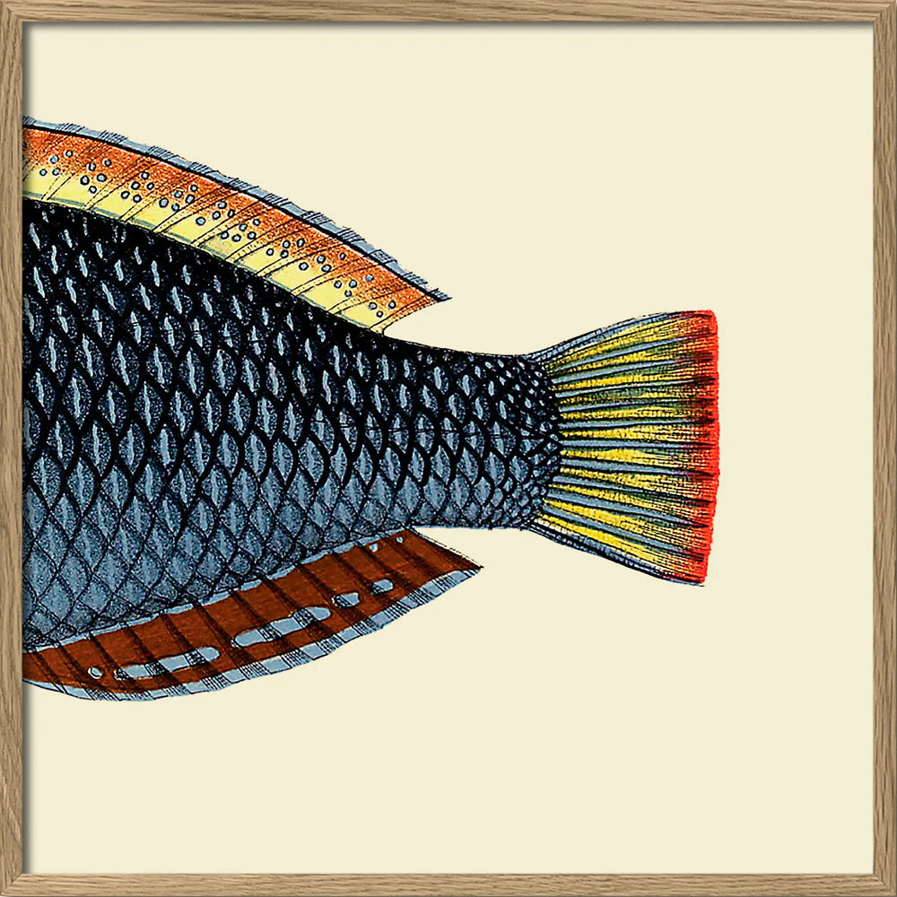 Spotted Wrasse Fish Tail Framed Print Oak 30x30