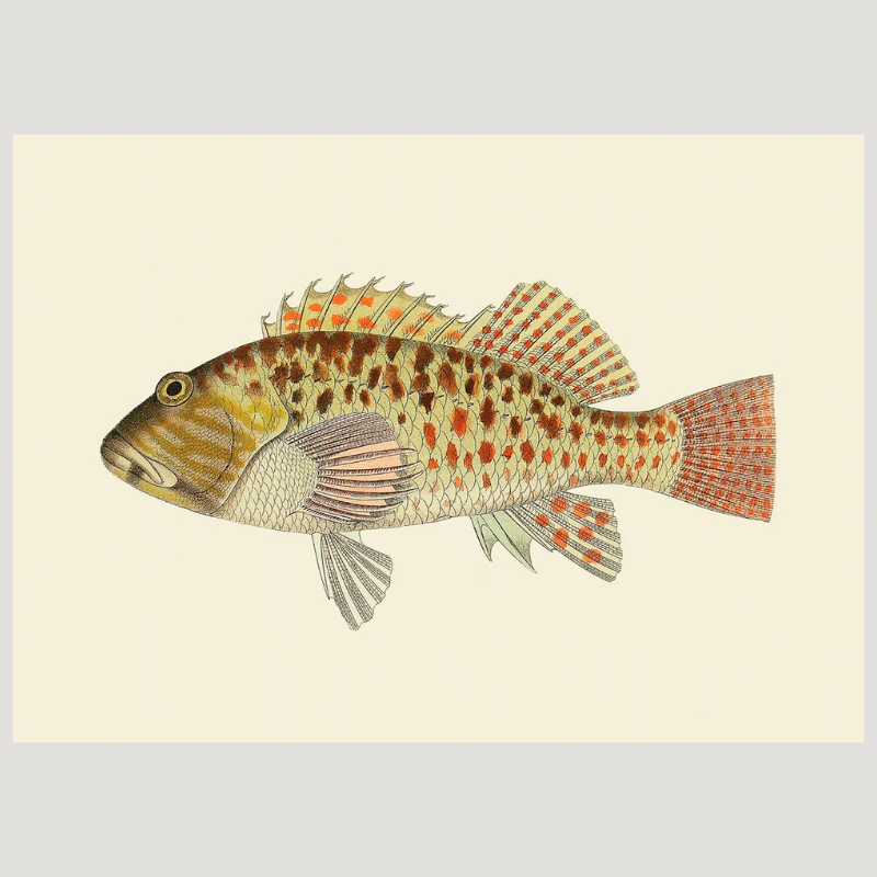 Spotted Hawkfish Framed Art Print - 30x40 4005 - Uneeka