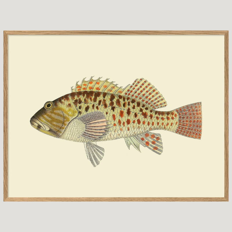 Spotted Hawkfish Framed Art Print - OFG 30x40 4005 - Uneeka