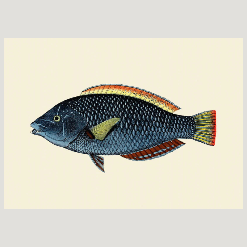Spotted Wrasse Fish Framed Art Print - 30x40 4006 - Uneeka