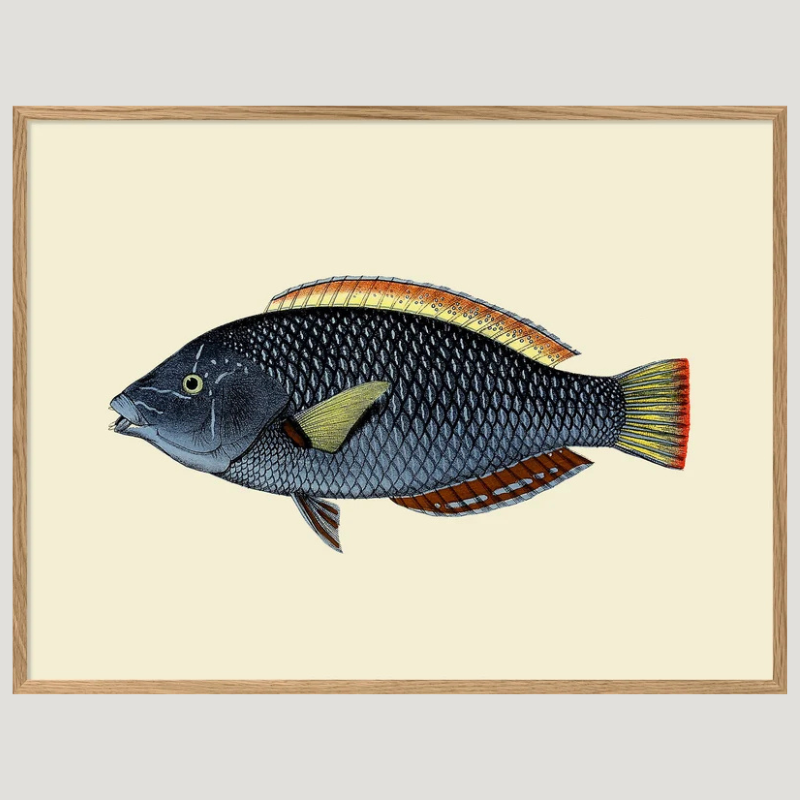 Spotted Wrasse Fish Framed Art Print - OFG 30x40 4006 - Uneeka