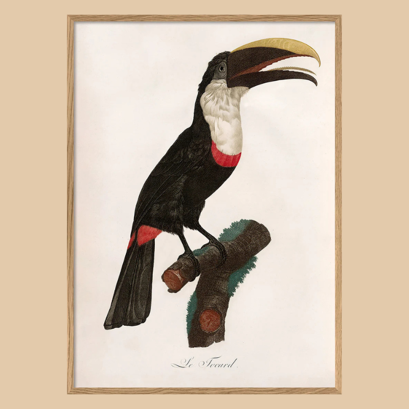 Toco Toucan Framed Print - OFG 50x70 6711 - Uneeka