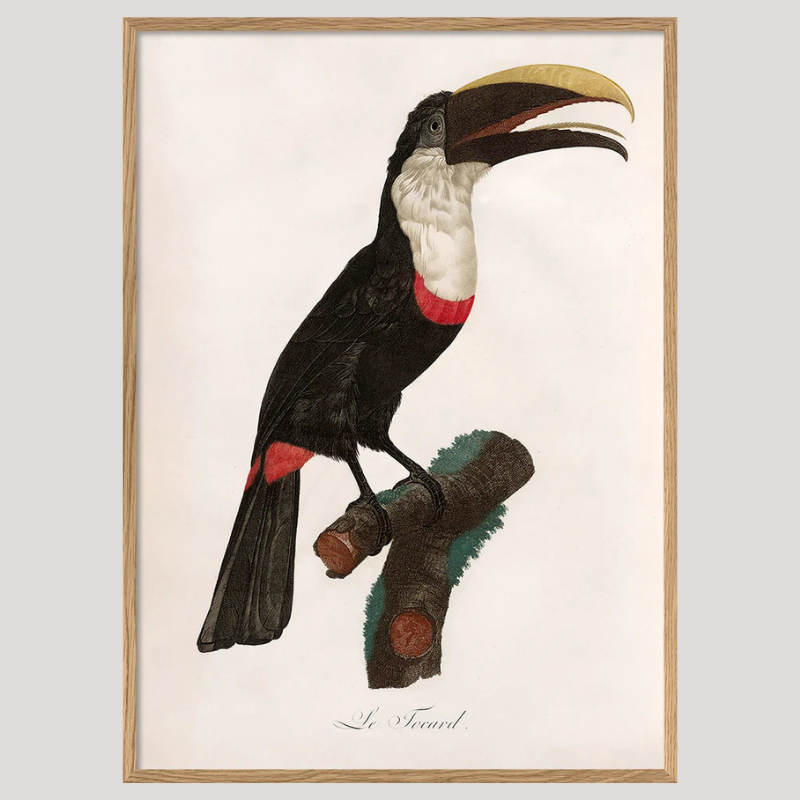 Toco Toucan Framed Print - OFG 50x70 6711 - Uneeka