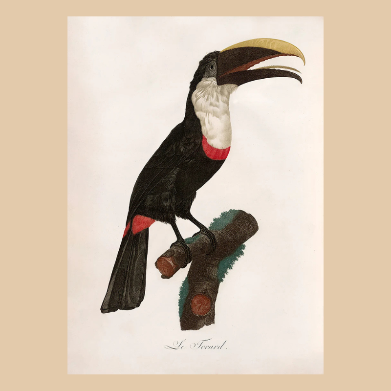 Toco Toucan Framed Print - OFG 50x70 6711 - Uneeka