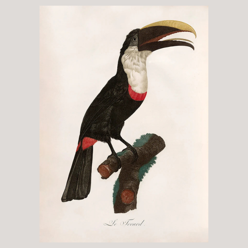 Toco Toucan Framed Print - OFG 50x70 6711 - Uneeka