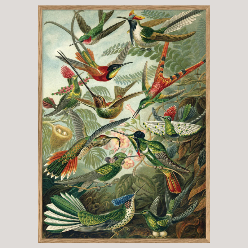 Trochilus Framed Print - OFG 70x100 8217 - Uneeka