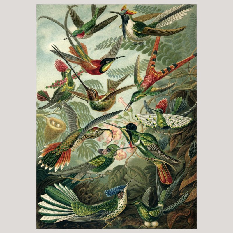 Trochilus Framed Print - OFG 70x100 8217 - Uneeka