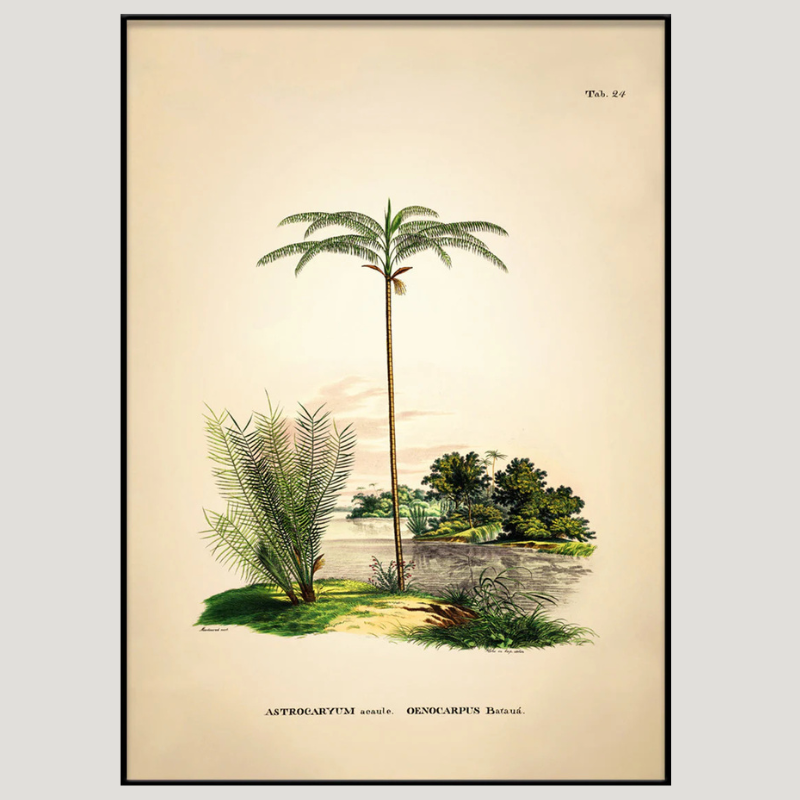 Tropical Tucuma Palm Botanical Framed Art Print - Black Frame - Vintage Wall Art Uneeka