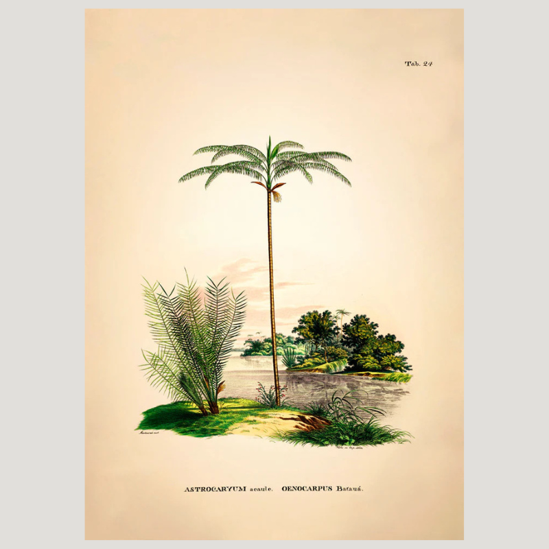Tropical Tucuma Palm Botanical Framed Art Print - No Frame - Vintage Wall Art Uneeka