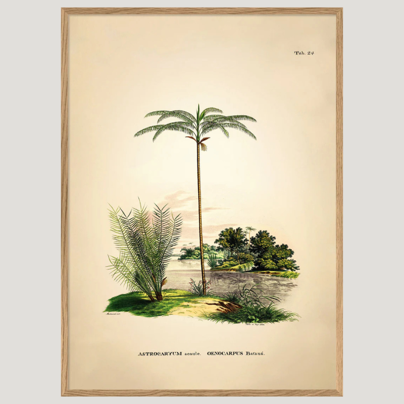 Tropical Tucuma Palm Botanical Framed Art Print - Oak Frame - Vintage Wall Art Uneeka