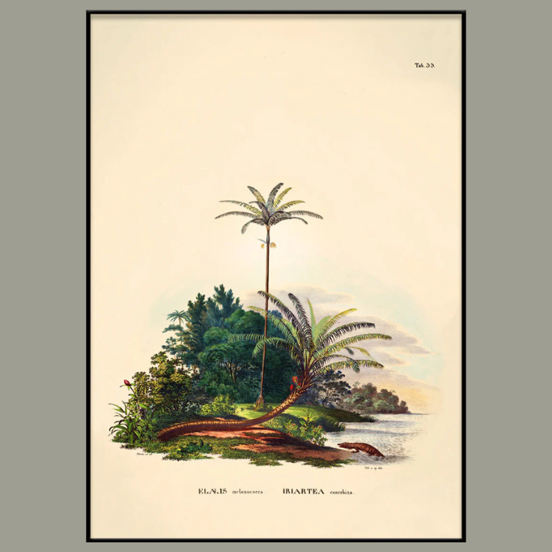 Walking Palm Paradise Botanical Framed Art Print - Black Frame - Uneeka