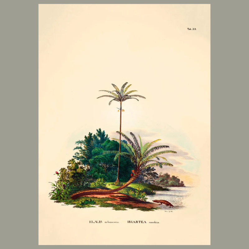 Walking Palm Paradise Botanical Framed Art Print - No Frame - Uneeka