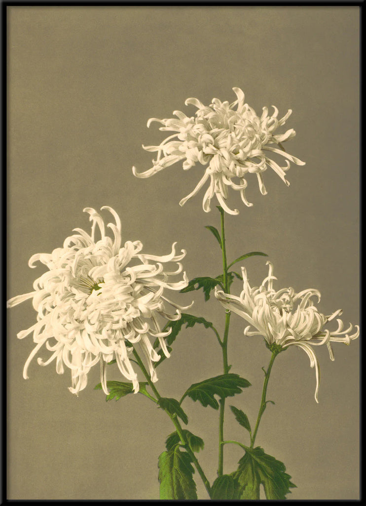 White Chrysanthemum Framed Print Black Frame